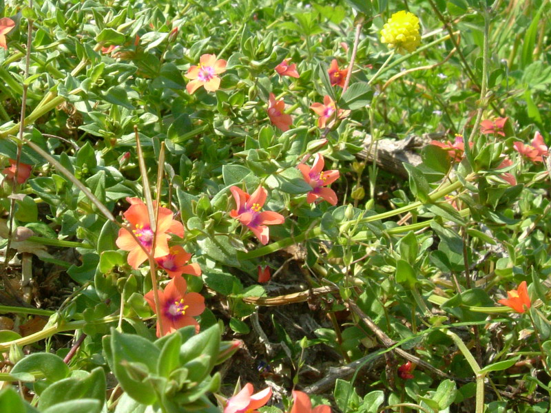 Lysimachia arvensis